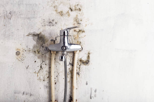 Best Same-Day Mold Removal  in Shawnee, KS