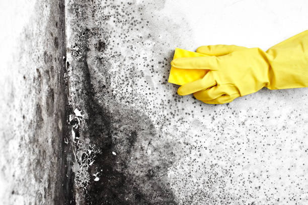 Best Crawl Space Mold Removal  in Shawnee, KS