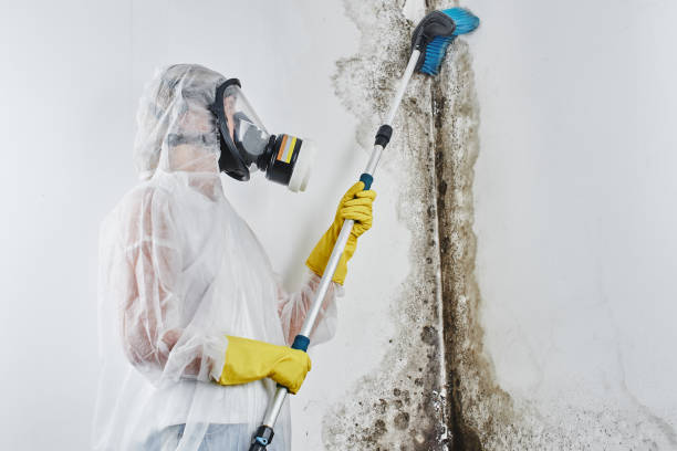 Home Mold Removal in Shawnee, KS