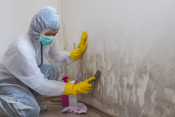 Best Professional Mold Removal  in Shawnee, KS