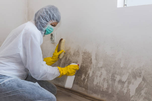 Mold Testing and Removal in Shawnee, KS