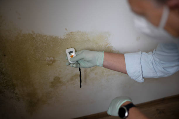 Best Toxic Mold Removal  in Shawnee, KS