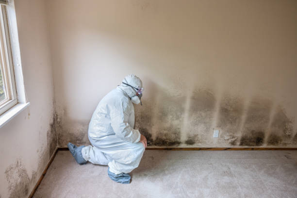 Best Mold Inspection  in Shawnee, KS
