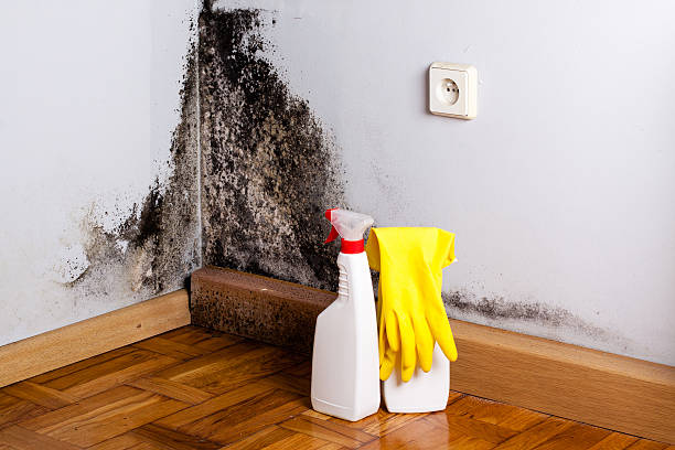 Best Attic Mold Removal  in Shawnee, KS