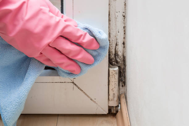 Best Mold Cleaning Services  in Shawnee, KS