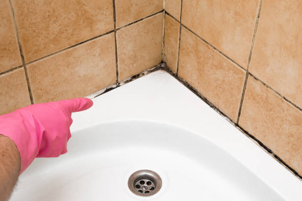 Trusted Shawnee, KS Mold Removal Experts