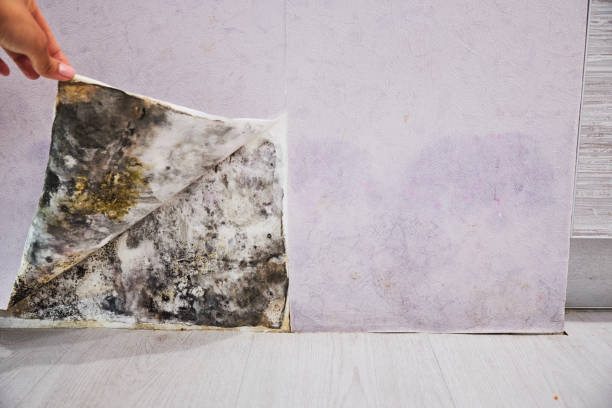  Shawnee, KS Mold Removal Pros